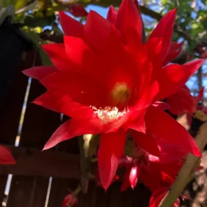 2 Live Red Epiphyllum Orchid Cactus Queen of the Night Succulent Plants, 4