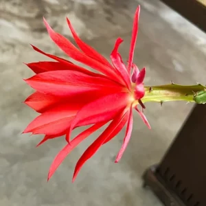 2 Live Red Epiphyllum Orchid Cactus Queen of the Night Succulent Plants, 4