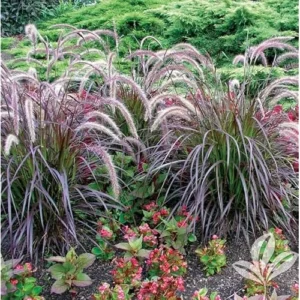 2 Live Red Purple Fountain Grass in 6 Inch Pot, Purple Ornamental Grass, 8 to 12 Inch Tall, Ready to Grow