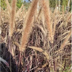 2 Live Red Purple Fountain Grass in 6 Inch Pot, Purple Ornamental Grass, 8 to 12 Inch Tall, Ready to Grow