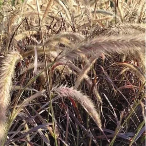 2 Live Red Purple Fountain Grass in 6 Inch Pot, Purple Ornamental Grass, 8 to 12 Inch Tall, Ready to Grow