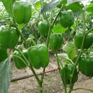 2 Live Red Sweet Bell Pepper Plants, Big Fruit Sweet Peppers, 4-6 Inches Tall, Ready to Grow