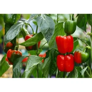2 Live Red Sweet Bell Pepper Plants, Big Fruit Sweet Peppers, 4-6 Inches Tall, Ready to Grow
