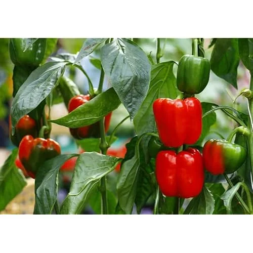 2 Live Red Sweet Bell Pepper Plants, Big Fruit Sweet Peppers, 4-6 Inches Tall, Ready to Grow