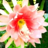 2 Live Salmon Epiphyllum Orchid Cactus Queen of the Night Succulent Plants 4"Pot