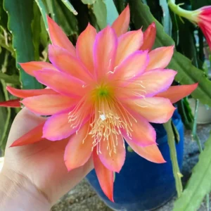 2 Live Salmon Epiphyllum Orchid Cactus Queen of the Night Succulent Plants 4