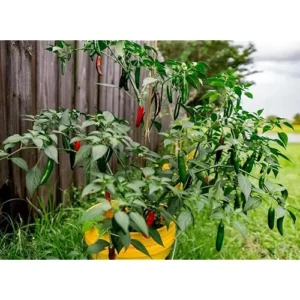 2 Live Serrano Pepper Plants - Red Serrano Chili Peppers - Ready to Grow