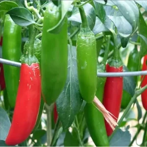 2 Live Serrano Pepper Plants - Red Serrano Chili Peppers - Ready to Grow