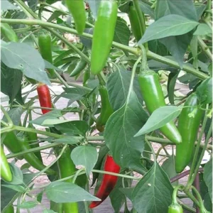 2 Live Serrano Pepper Plants - Red Serrano Chili Peppers - Ready to Grow