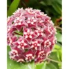 2 Live Silver Splash Hoya Plant, Rare Pubicalyx Wax Flowers, Ready to Grow