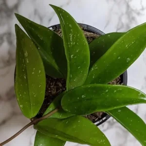 2 Live Silver Splash Hoya Plant, Rare Pubicalyx Wax Flowers, Ready to Grow