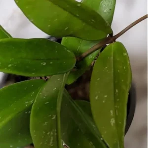 2 Live Silver Splash Hoya Plant, Rare Pubicalyx Wax Flowers, Ready to Grow