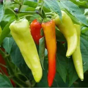2 Live Sweet Banana Pepper Plants - Sweet Peppers - 4 to 6 Inches Tall