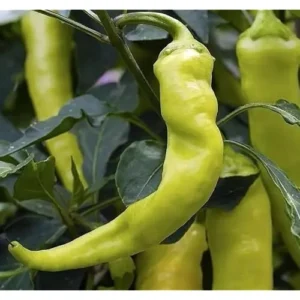2 Live Sweet Banana Pepper Plants - Sweet Peppers - 4 to 6 Inches Tall
