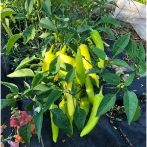 2 Live Sweet Banana Pepper Plants - Sweet Peppers - 4 to 6 Inches Tall