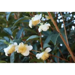 2 Live Tea Plant, Camellia Green Tea Tree, 8-12 inches tall, Ready to Grow