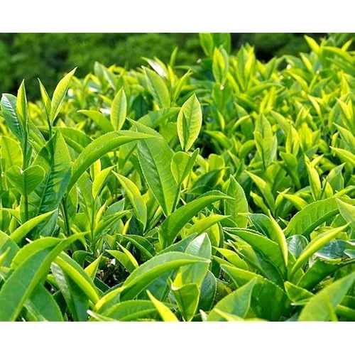 2 Live Tea Plant, Camellia Green Tea Tree, 8-12 inches tall, Ready to Grow