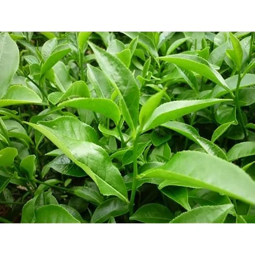 2 Live Tea Plant, Camellia Green Tea Tree, 8-12 inches tall, Ready to Grow