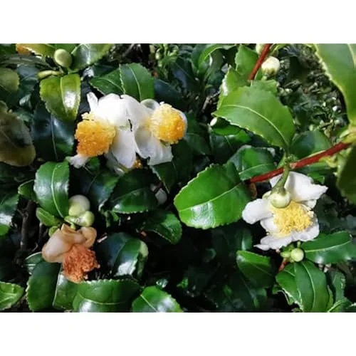 2 Live Tea Plant, Camellia Green Tea Tree, 8-12 inches tall, Ready to Grow