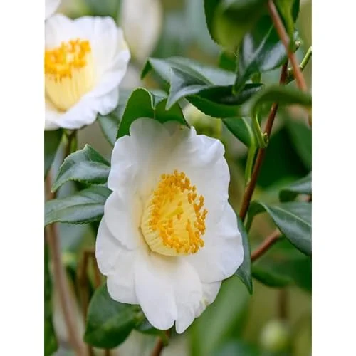 2 Live Tea Plant, Camellia Green Tea Tree, 8-12 inches tall, Ready to Grow