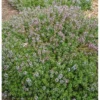 2 Live Thymes Lemon Plants - 3 to 5 Inch - Hardy Garden Herb