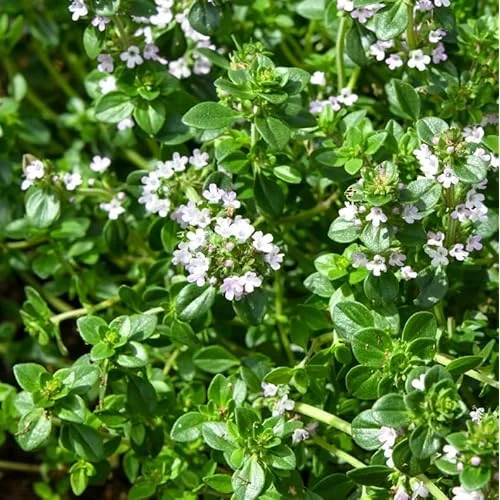 2 Live Thymes Lemon Plants - 3 to 5 Inch - Hardy Garden Herb