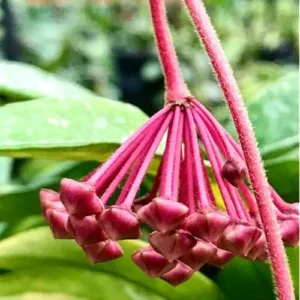 2 Live Variegate Hoya Plants - Hoya Tricolor - Rare Wax Flowers