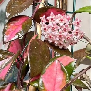 2 Live Variegate Hoya Plants - Hoya Tricolor - Rare Wax Flowers