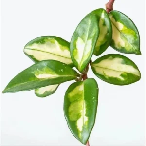 2 Live Variegate Hoya Plants - Hoya Tricolor - Rare Wax Flowers