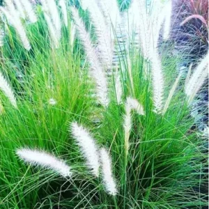 2 Live White Fountain Grass Plants, Perennial Ornamental Grasses, Ready to Grow