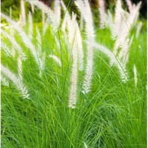 2 Live White Fountain Grass Plants, Perennial Ornamental Grasses, Ready to Grow