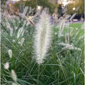 2 Live White Fountain Grass Plants, Perennial Ornamental Grasses, Ready to Grow