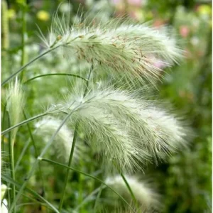2 Live White Fountain Grass Plants, Perennial Ornamental Grasses, Ready to Grow