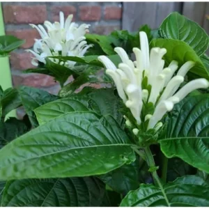 2 Live White Shrimp Plants - White Plume Flower - Ready to Grow