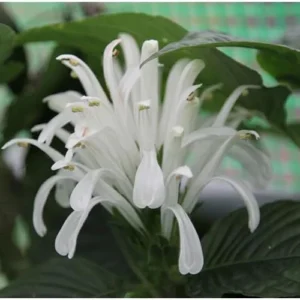 2 Live White Shrimp Plants - White Plume Flower - Ready to Grow