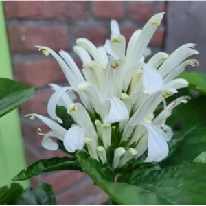 2 Live White Shrimp Plants - White Plume Flower - Ready to Grow
