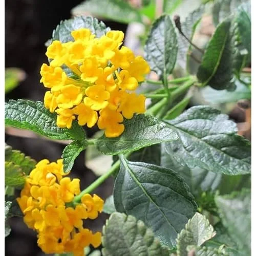 2 Live Yellow Lantana Plants - Lantana Camara Plants 4 to 6 Inch | Summer Flowering Shrub
