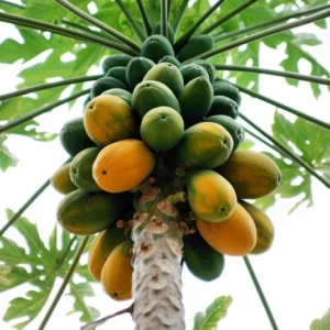 2 Marodal Papaya Tree Live Plants Mexico Papaya Tree 4