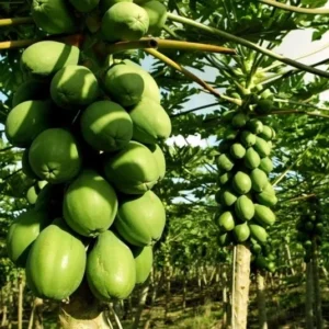 2 Marodal Papaya Tree Live Plants Mexico Papaya Tree 4