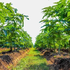 2 Marodal Papaya Tree Live Plants Mexico Papaya Tree 4