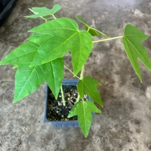2 Marodal Papaya Tree Live Plants Mexico Papaya Tree 4