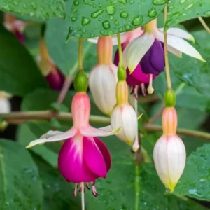 2 Mixed Fuchsia Flower Plants Lantern Flower Plants 4 to 6 Inch Tall, Colorful Flowers for Baskets