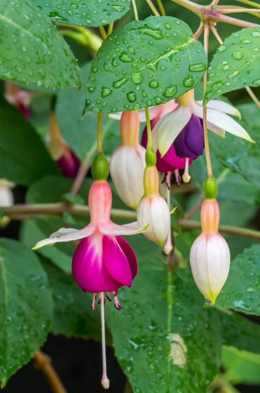 2 Mixed Fuchsia Flower Plants Lantern Flower Plants 4 to 6 Inch Tall, Colorful Flowers for Baskets