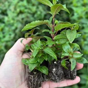 2 Mixed Fuchsia Flower Plants Lantern Flower Plants 4 to 6 Inch Tall, Colorful Flowers for Baskets