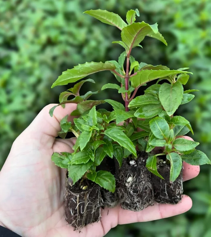 2 Mixed Fuchsia Flower Plants Lantern Flower Plants 4 to 6 Inch Tall, Colorful Flowers for Baskets