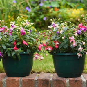 2 Mixed Fuchsia Flower Plants Lantern Flower Plants 4 to 6 Inch Tall, Colorful Flowers for Baskets
