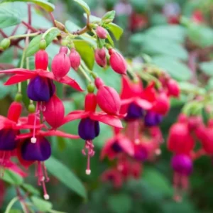 2 Mixed Fuchsia Flower Plants Lantern Flower Plants 4 to 6 Inch Tall, Colorful Flowers for Baskets