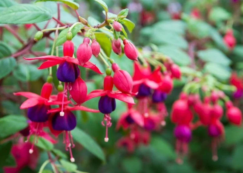 2 Mixed Fuchsia Flower Plants Lantern Flower Plants 4 to 6 Inch Tall, Colorful Flowers for Baskets