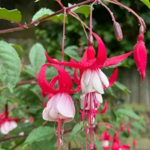 2 Mixed Fuchsia Flower Plants Lantern Flower Plants 4 to 6 Inch Tall, Colorful Flowers for Baskets