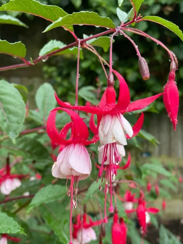 2 Mixed Fuchsia Flower Plants Lantern Flower Plants 4 to 6 Inch Tall, Colorful Flowers for Baskets